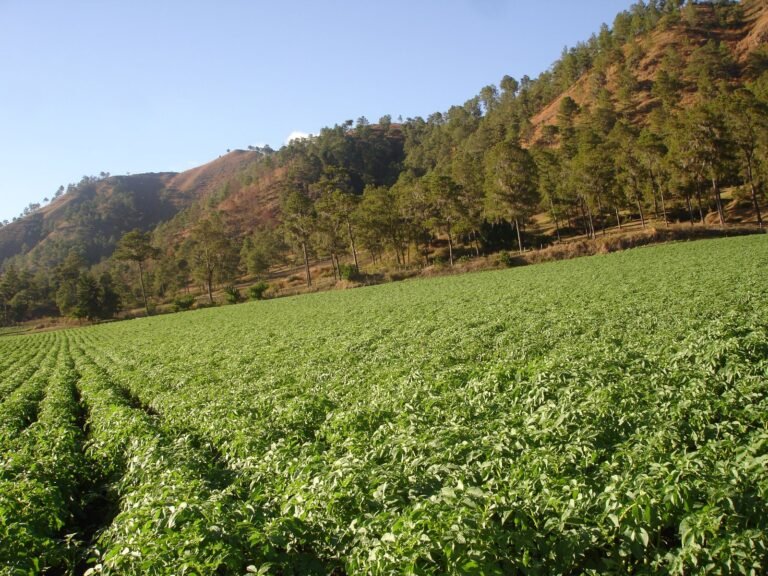 Campos de cultivo en el valle de Constanza con montañas al fondo